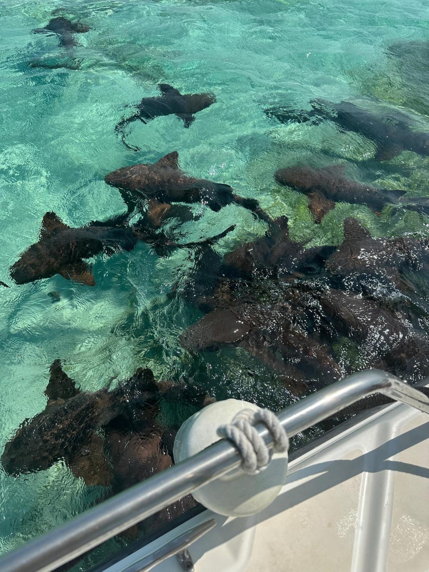 The Coral Casa Villa Caye Caulker Exteriör bild